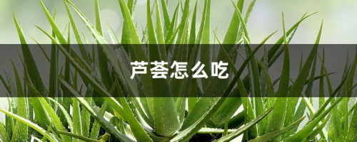 芦荟怎么吃